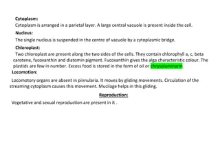 Cytoplasm:
Cytoplasm is arranged in a parietal layer. A large central vacuole is present inside the cell.
Nucleus:
The single nucleus is suspended in the centre of vacuole by a cytoplasmic bridge.
Chloroplast:
Two chloroplast are present along the two sides of the cells. They contain chlorophyll a, c, beta
carotene, fucoxanthin and diatomin pigment. Fucoxanthin gives the alga characteristic colour. The
plastids are few in number. Excess food is stored in the form of oil or chrysolaminarin.
Locomotion:
Locomotory organs are absent in pinnularia. It moves by gliding movements. Circulation of the
streaming cytoplasm causes this movement. Mucilage helps in this gliding.
Reproduction:
Vegetative and sexual reproduction are present in it .
 