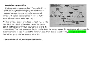 Vegetative reproduction:
It is the most common method of reproduction. It
produces daughter cells slightly different in sizes.
Vegetative reproduction occurs by simple cell
division. The protoplast expands. It causes slight
separation of epitheca and hypotheca.
Nuclear division occurs by mitosis and cell divides into
two parts. Each half receives one half of the parent
cell. It synthesizes new valve. New valve is fit into the
parent valve. Thus new valves are always smaller than the parent halves. Thus one generation gradually
become smaller in size. It reacted to minimum size. Then its size is restored by auxospore formation.
But second generation remains of same size.
Sexual reproduction (Auxospore formation).
 