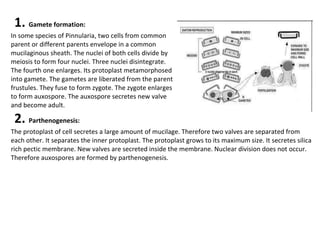 1. Gamete formation:
In some species of Pinnularia, two cells from common
parent or different parents envelope in a common
mucilaginous sheath. The nuclei of both cells divide by
meiosis to form four nuclei. Three nuclei disintegrate.
The fourth one enlarges. Its protoplast metamorphosed
into gamete. The gametes are liberated from the parent
frustules. They fuse to form zygote. The zygote enlarges
to form auxospore. The auxospore secretes new valve
and become adult.
2. Parthenogenesis:
The protoplast of cell secretes a large amount of mucilage. Therefore two valves are separated from
each other. It separates the inner protoplast. The protoplast grows to its maximum size. It secretes silica
rich pectic membrane. New valves are secreted inside the membrane. Nuclear division does not occur.
Therefore auxospores are formed by parthenogenesis.
 