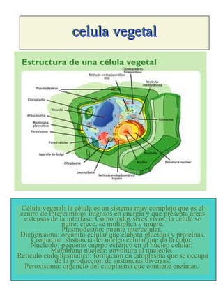 celula vegetal.pdf