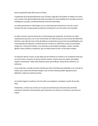 leones copulando hasta 160 veces en 55 días.
La gestación dura aproximadamente unos 110 días, luego del cual pueden ser dadas a luz entre
una y cuatro crías aproximadamente (esto se produce en zonas asiladas de la manada, ya sea en
madrigueras, juncales, y preferentemente zonas de matorrales).
La madre permanece en dicho lugar con sus crías hasta que estas tienen unas seis a ocho
semanas de vida, aunque puede sucede que introduzcan a sus crías antes a las manadas.
Un dato curioso es que las leonas de un mismo grupo por lo general, sincronizan sus ciclos
reproductivos para dar a luz en los mismos dias, de modo tal que las crías maman de diferentes
hembras, esto además sirve a fines de defensa y protección ya que le da mas posibilidades a las
crías pequeñas de sobrevivir, cuestión que por sí sola no es nada fácil, ya que sus principales
riesgos son: morirse de hambre, o ser presa de sus principales enemigos, a saber, chacales,
águilas, hienas, búfalos y serpientes, que sin duda sienten el olor a crías recién nacidas.
Un dato por demás curioso, es que dado que las hembras no vuelven a ser receptivas hasta que
sus crías crecen o mueren, es que los leones machos, muchas veces los matan, para lograr
copular nuevamente. Todos estos factores hacen que el 80 por ciento de los cachorros, no
sobreviva.
Es por todo esto, sumado al menor tamaño que tiene la hembra para defender a sus crías de un
macho, que cuanto mas hembras tengan crías al mismo tiempo pueden agruparse para
defender a todos los cachorros juntos.
Los machos logran la madurez a los tres años y ya empiezan a envejecer a partir de los diez
años.
Finalmente, un dato mas curioso aun es que cerca del diez por ciento de estos animales
mantienen relaciones homosexuales que comienzan con caricias con el hocico y terminan en
copula.
 