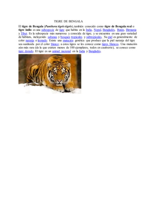 TIGRE DE BENGALA
El tigre de Bengala (Panthera tigris tigris), también conocido como tigre de Bengala real o
tigre indio es una subespecie de tigre que habita en la India, Nepal, Bangladés, Bután, Birmania
y Tíbet. Es la subespecie más numerosa y conocida de tigre, y se encuentra en una gran variedad
de hábitats, incluyendo sabanas y bosques tropicales y subtropicales. Su piel es generalmente de
color naranja o leonado. Existe una mutación genética que produce que la piel naranja del tigre
sea sustituida por el color blanco; a estos tigres se les conoce como tigres blancos. Una mutación
aún más rara (de la que existen menos de 100 ejemplares, todos en cautiverio), se conoce como
tigre dorado. El tigre es un animal nacional en la India y Bangladés.
 