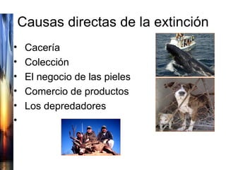 Causas directas de la extinción Cacería Colección El negocio de las pieles Comercio de productos  Los depredadores 