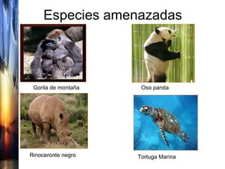 Especies amenazadas Gorila de montaña Oso panda Rinoceronte negro Tortuga Marina 