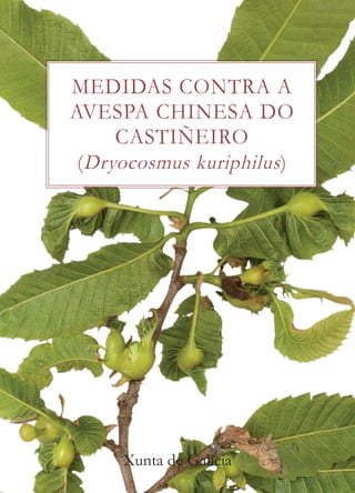 MEDIDAS CONTRA A
AVESPA CHINESA DO
CASTIÑEIRO
(Dryocosmus kuriphilus)
Xunta de Galicia
 