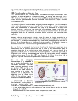 http://www3.unileon.es/personal/wwdhtmpm/lecturas/fuentescontaminacion.htm

3.2 Enfermedades transmitidas por virus
Cada vez se reconoce más a las infecciones virales transmitidas por los alimentos como
causantes de enfermedades en los seres humanos. Se estima que hay entre 1.000 y
1.500 tipos de virus, de los que aproximadamente 250 son patógenos para el hombre y
causan muchas enfermedades humanas comunes, como resfriados, gripes, diarreas,
varicela y sarampión.

Los alimentos implicados tienden a ser aquellos que están sometidos a un procesamiento
mínimo antes de su consumo, como los alimentos frescos y los mariscos moluscoides,
pues éstos normalmente se contaminan con virus en el ambiente de su producción
primaria. Además, muchos de los brotes de enfermedades virales transmitidas por
alimentos que se han documentado, han sido ligados a la contaminación de alimentos
preparados listos para el consumo, producida por los individuos que manipulan tales
productos.

Además, algunas enfermedades víricas, como la rabia, la fiebre hemorrágica, la
encefalitis, la poliomielitis, la fiebre amarilla o el síndrome de inmunodeficiencia adquirida,
son mortales. La capacidad relativa de los virus para causar enfermedades se describe en
términos de virulencia. Los virus producen la enfermedad en el huésped a través de
diferentes mecanismos que dependen en gran medida de la especie de virus.

Una vez el virus ha alcanzado el organismo, tiene lugar la destrucción celular que es la
consecuencia de la infección provocada por el virus, y las repercusiones para el
organismo dependen de la importancia del tejido lesionado; así, mientras el virus de la
gripe causa la destrucción de células de la mucosa respiratoria y "no reviste gravedad", el
virus de la rabia, destruye neuronas y puede ser mortal si alcanza los centros vitales del
encéfalo; otros, como el virus del SIDA que al destruir el sistema inmunitario deja al
organismo expuesto a infecciones oportunistas que causan la muerte.

Una       de       las     principales
enfermedades es la hepatitis A
que es un tipo de hepatitis - una
enfermedad hepática - causada
por el virus de la hepatitis A (VHA)
que contiene ARN, se fija a un
receptor en una célula hepática y
luego penetra en la célula y se
reproduce en el citoplasma, el
área que rodea el núcleo de la
célula. El virus sale del hígado a
través de la bilis hasta las heces.
                                                          Virus de la hepatitis A
La enfermedad se disemina Fuente: http://mibiolaboratorio.blogia.com/upload/20090119181009-
principalmente a través de agua o hepatitisb-figura1.jpg
alimentos     contaminados     con
heces de una persona infectada. Es posible contagiarse del VHA por:
    Comer alimentos preparados por una persona con el VHA que no se lavó las manos
    después de ir al baño
    Tener relaciones sexuales anales u orales con personas con el VHA

                                                                                            42
Castillo, Yorling      Andino, Flavia      Febrero 2010
 
