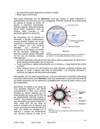 No lavarse las manos después de cambiar un pañal
    Beber agua contaminada

Otro grupo importante son los Norovirus, virus que causan la "gripe estomacal" o
gastroenteritis. Los Norovirus son muy contagiosos. Entre los síntomas de la enfermedad
se cuentan la náusea, el vómito, la
diarrea y calambres estomacales.
Además, algunas veces las personas
tienen fiebre, escalofríos, dolor de
cabeza, dolor muscular y una
sensación general de cansancio.

Se encuentran por lo general en
alimentos o líquidos contaminados,
aunque también pueden vivir en las
superficies o diseminarse por medio
del contacto con una persona
infectada.     Los    norovirus    se
encuentran en las heces o el vómito
de las personas infectadas. Las                               Norovirus
                                         Fuente:
personas pueden quedar infectadas http://upload.wikimedia.org/wikipedia/commons/thumb/b/b4/Estruct
con el virus de diversas maneras, ura_d%27un_virus.png/300px-Estructura_d%27un_virus.png
entre ellas por:
    Consumir alimentos (consulte la hoja informativa sobre la preparación de alimentos) o
    tomar líquidos contaminados con el norovirus;
    Tocar superficies u objetos contaminados con el norovirus, y luego llevarse las manos
    a la boca.
    Tener contacto directo con otra persona que está infectada y presenta síntomas (por
    ejemplo, al cuidar a alguien que tiene la enfermedad, o al compartir alimentos o
    cubiertos con alguien que tiene esta enfermedad).

Otro ejemplo, son los casos producidos por virus que pertenecen a la familia Caliciviridae
(conocido anteriormente como Norwalk). Este virus representa la causa más frecuente de
los brotes producidos por los alimentos y probablemente muchos de estos casos no son
aún identificados.

Igualmente, se reporta a otro grupo de
virus llamados Rotavirus que afecta
principalmente a niños, cuyo síntoma
principal es diarrea quienes son los
responsables por cerca del 50-70% de
las gastroenteritis infantiles durante el
invierno. Hay estudios epidemiológicos
que demuestran que para la edad de 2
años, hasta 62% de los niños ya
tuvieron contacto con el rotavirus, por
lo que casi todos los niños de más de 3                              Rotavirus
años, han estado en contacto con el           Fuente:
                                              http://www.msd.com.ar/images/content/hcp/diseases/estructu
rotavirus y aunque las reinfecciones          ra_rotavirus.gif
son comunes durante el resto de la


                                                                                                           43
Castillo, Yorling      Andino, Flavia       Febrero 2010
 