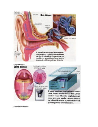 Lengua Bionica:

Estimulación Biónica:

 