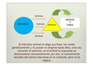 Estímulo
                                            MEDIOS
                                               Y
    REALIDAD        Estímulo   INSTINTO      FINES



                   Estímulo



     El individuo animal no elige sus fines: los recibe
genéticamente y no puede no dirigirse hacia ellos. Una vez
    conocido el estímulo, en el animal la respuesta se
 desencadena necesariamente, por eso, el conocimiento
 sensible del animal interviene en la conducta, pero no la
                          origina.
 