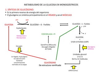 METABOLISMO DE LA GLUCOSA EN MONOGÁSTRICOS
1. SÍNTESIS DE GLUCÓGENO:
 Es la primera reserva de energía del organismo
 El glucógeno se sintetiza principalmente en el HÍGADO y en el MÚSCULO
GLUCOSA GLUCOSA – 6 - Fosfato
ATP ADP
GLUCOSA – 1 - Fosfato
GLUCOSA
+
Uridin di fosfato (UDP)
UTP
P
Unidades glucosil
1-4,1-6
De 8 a 12 moléculas
GLUCÓGENO
De estructura ramificada
Hexoquinasa o
Glucoquinasa
Fosforilación
Glucógeno
sintetasa
UDP(Insulina)
Epinefrina (Músculo)
Glucagón (Hígado)
ACTIVAN
FOSFORILASA + Pi
En hígado, el glucógeno
va a glucosa para
mantener
concentraciones
normales en la sangre
Glucagón
 