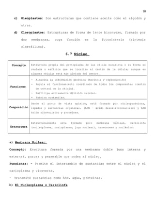 10
c) Oleoplastos: Son estructuras que contiene aceite como el algodón y
otras.
d) Cloroplastos: Estructuras de forma de lente biconvexo, formado por
dos membranas, cuya función es la fotosíntesis (síntesis
clorofílica).
6.7 Núcleo
Concepto Estructura propia del protoplasma de las célula eucariota o su forma es
ovalada o esférica que se localiza al centro de la célula; aunque es
algunas células está más alejado del centro.
Funciones
- Almacena la información genética (herencia y reproducción)
- Regula el funcionamiento coordinado de todos los componentes (centro
de control de la célula).
- Participa activamente división celular.
- Fabrica sustancias.
Composición
Desde el punto de vista químico, está formado por núcleoproteínas,
lípidos y sustancias orgánicas. (ADN – ácido desoxirribonucleico y ARN
ácido ribonucleico y proteínas.
Estructura
Estructuralmente esta formado por: membrana nuclear, cariolinfa
(nucleoplasma, carioplasma, jugo nuclear), cromosomas y nucléolos.
a) Membrana Nuclear:
Concepto: Envoltura formada por una membrana doble (una interna y
externa), porosa y permeable que rodea al núcleo.
Funciones: - Permite el intercambio de sustancias entre el núcleo y el
carioplasma y viceversa.
- Transmite sustancias como ARN, agua, proteínas.
b) El Nucleoplasma o Cariolinfa
 