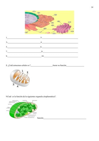 14
1_________________________________ 2-____________________________________
3-_________________________________4.____________________________________
5._________________________________6.____________________________________
7.__________________________________8.___________________________________
9.__________________________________10.__________________________________
8. ¿Cuál estructura celular es.?______________________Anote su función__________________
9.Cuál es la función de la siguientes organela citoplasmática?.
función___________________________________________
 