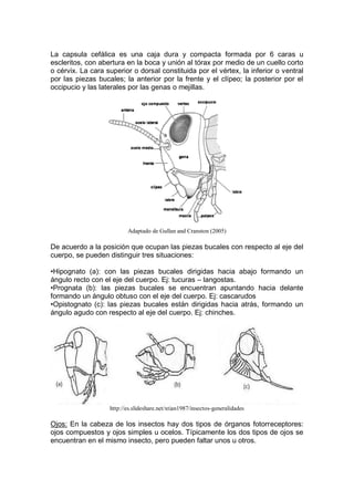 La capsula cefálica es una caja dura y compacta formada por 6 caras u
escleritos, con abertura en la boca y unión al tórax por medio de un cuello corto
o cérvix. La cara superior o dorsal constituida por el vértex, la inferior o ventral
por las piezas bucales; la anterior por la frente y el clípeo; la posterior por el
occipucio y las laterales por las genas o mejillas.
Adaptado de Gullan and Cranston (2005)
De acuerdo a la posición que ocupan las piezas bucales con respecto al eje del
cuerpo, se pueden distinguir tres situaciones:
•Hipognato (a): con las piezas bucales dirigidas hacia abajo formando un
ángulo recto con el eje del cuerpo. Ej: tucuras – langostas.
•Prognata (b): las piezas bucales se encuentran apuntando hacia delante
formando un ángulo obtuso con el eje del cuerpo. Ej: cascarudos
•Opistognato (c): las piezas bucales están dirigidas hacia atrás, formando un
ángulo agudo con respecto al eje del cuerpo. Ej: chinches.
http://es.slideshare.net/xtian1987/insectos-generalidades
Ojos: En la cabeza de los insectos hay dos tipos de órganos fotorreceptores:
ojos compuestos y ojos simples u ocelos. Típicamente los dos tipos de ojos se
encuentran en el mismo insecto, pero pueden faltar unos u otros.
 