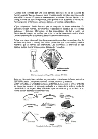•Ocelos: está formado por una lente corneal, este tipo de ojo es incapaz de
formar cualquier tipo de imagen, pero probablemente perciben cambios en la
intensidad luminosa. En general se encuentran en número de tres, formando un
triángulo entre los ojos compuestos, pero puede estar ausentes o en un par.
Forman puntos brillantes de variados colores, circulares o elipsoidales.
•Ojos compuestos: Están formado por un conjunto de lentes corneales. En
general perciben formas, movimientos y localización espacial de los objetos
externos, y detectan diferencias en las intensidades de luz y color. La
formación de imagen se justifica por la teoría de la visión en mosaico. Cada
unidad que compone el ojo compuesto se denomina onmatidio.
Existe una diferencia en el tipo de órganos ópticos en las formas juveniles de
los insectos (ninfas o larvas). Las ninfas presentan ojos compuestos y ocelos
mientras que las larvas sólo stemmata. Los stemmatas a diferencia de los
ocelos, pueden formar imágenes de bajo poder resolutivo.
http://es.slideshare.net/tango67/los-animales-3394016
Antenas: Son apéndices móviles, segmentados, ubicadas en la frente, entre los
ojos compuestos. Cumplen funciones: táctiles, olfativas y auditivas.
Están formadas por unidades llamadas antenitos. En general el primer antenito
se denomina escapo, el segundo pedicelo y el resto de la antena recibe la
denominación de flagelo. Hay diferentes tipos de antenas y de acuerdo a su
forma reciben distintas denominaciones.
Tomada de Gullan and Craston (2005)
 