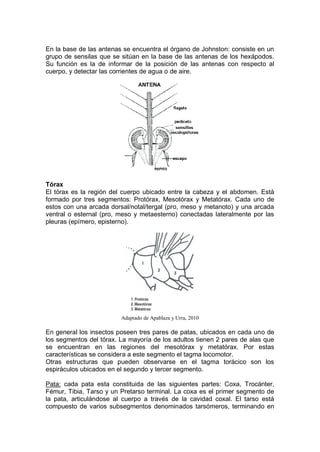 En la base de las antenas se encuentra el órgano de Johnston: consiste en un
grupo de sensilas que se sitúan en la base de las antenas de los hexápodos.
Su función es la de informar de la posición de las antenas con respecto al
cuerpo, y detectar las corrientes de agua o de aire.
Tórax
El tórax es la región del cuerpo ubicado entre la cabeza y el abdomen. Está
formado por tres segmentos: Protórax, Mesotórax y Metatórax. Cada uno de
estos con una arcada dorsal/notal/tergal (pro, meso y metanoto) y una arcada
ventral o esternal (pro, meso y metaesterno) conectadas lateralmente por las
pleuras (epímero, episterno).
Adaptado de Apablaza y Urra, 2010
En general los insectos poseen tres pares de patas, ubicados en cada uno de
los segmentos del tórax. La mayoría de los adultos tienen 2 pares de alas que
se encuentran en las regiones del mesotórax y metatórax. Por estas
características se considera a este segmento el tagma locomotor.
Otras estructuras que pueden observarse en el tagma torácico son los
espiráculos ubicados en el segundo y tercer segmento.
Pata: cada pata esta constituida de las siguientes partes: Coxa, Trocánter,
Fémur, Tibia, Tarso y un Pretarso terminal. La coxa es el primer segmento de
la pata, articulándose al cuerpo a través de la cavidad coxal. El tarso está
compuesto de varios subsegmentos denominados tarsómeros, terminando en
 