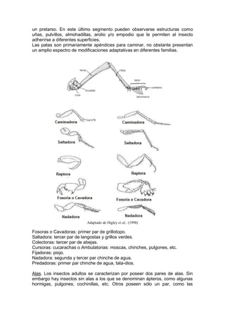un pretarso. En este último segmento pueden observarse estructuras como
uñas, pulvillos, almohadillas, arolio y/o empodio que le permiten al insecto
adherirse a diferentes superficies.
Las patas son primariamente apéndices para caminar, no obstante presentan
un amplio espectro de modificaciones adaptativas en diferentes familias.
Adaptado de Higley et al., (1998)
Fosoras o Cavadoras: primer par de grillotopo.
Saltadora: tercer par de langostas y grillos verdes.
Colectoras: tercer par de abejas.
Cursoras: cucarachas o Ambulatorias: moscas, chinches, pulgones, etc.
Fijadoras: piojo.
Nadadora: segunda y tercer par chinche de agua.
Predadoras: primer par chinche de agua, tata-dios.
Alas. Los insectos adultos se caracterizan por poseer dos pares de alas. Sin
embargo hay insectos sin alas a los que se denominan ápteros, como algunas
hormigas, pulgones, cochinillas, etc. Otros poseen sólo un par, como las
 