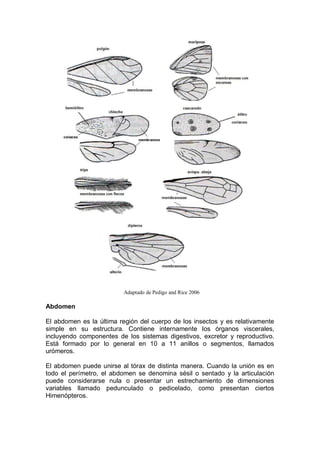 Adaptado de Pedigo and Rice 2006
Abdomen
El abdomen es la última región del cuerpo de los insectos y es relativamente
simple en su estructura. Contiene internamente los órganos viscerales,
incluyendo componentes de los sistemas digestivos, excretor y reproductivo.
Está formado por lo general en 10 a 11 anillos o segmentos, llamados
urómeros.
El abdomen puede unirse al tórax de distinta manera. Cuando la unión es en
todo el perímetro, el abdomen se denomina sésil o sentado y la articulación
puede considerarse nula o presentar un estrechamiento de dimensiones
variables llamado pedunculado o pedicelado, como presentan ciertos
Himenópteros.
 