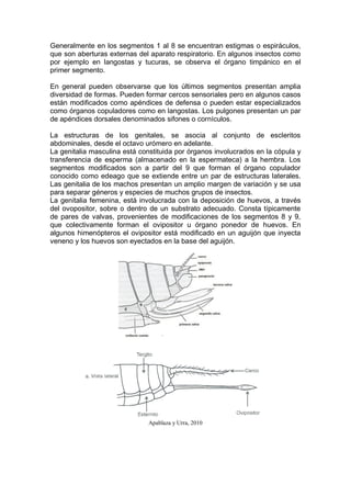 Generalmente en los segmentos 1 al 8 se encuentran estigmas o espiráculos,
que son aberturas externas del aparato respiratorio. En algunos insectos como
por ejemplo en langostas y tucuras, se observa el órgano timpánico en el
primer segmento.
En general pueden observarse que los últimos segmentos presentan amplia
diversidad de formas. Pueden formar cercos sensoriales pero en algunos casos
están modificados como apéndices de defensa o pueden estar especializados
como órganos copuladores como en langostas. Los pulgones presentan un par
de apéndices dorsales denominados sifones o cornículos.
La estructuras de los genitales, se asocia al conjunto de escleritos
abdominales, desde el octavo urómero en adelante.
La genitalia masculina está constituida por órganos involucrados en la cópula y
transferencia de esperma (almacenado en la espermateca) a la hembra. Los
segmentos modificados son a partir del 9 que forman el órgano copulador
conocido como edeago que se extiende entre un par de estructuras laterales.
Las genitalia de los machos presentan un amplio margen de variación y se usa
para separar géneros y especies de muchos grupos de insectos.
La genitalia femenina, está involucrada con la deposición de huevos, a través
del ovopositor, sobre o dentro de un substrato adecuado. Consta típicamente
de pares de valvas, provenientes de modificaciones de los segmentos 8 y 9,
que colectivamente forman el ovipositor u órgano ponedor de huevos. En
algunos himenópteros el ovipositor está modificado en un aguijón que inyecta
veneno y los huevos son eyectados en la base del aguijón.
Apablaza y Urra, 2010
 