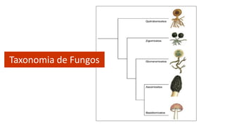Classifica o Dos Fungos E Tipos De Fungos PDF classifica-o-dos-fungos-e-tipos-de-fungos-pdf