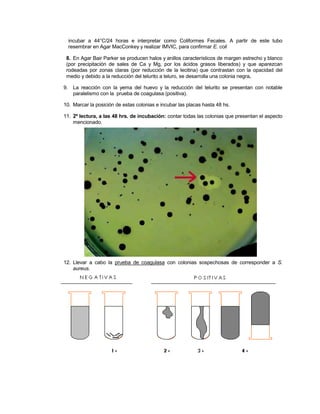 incubar a 44°C/24 horas e interpretar como Coliformes Fecales. A partir de este tubo
resembrar en Agar MacConkey y realizar IMVIC, para confirmar E. coli
8. En Agar Bair Parker se producen halos y anillos característicos de margen estrecho y blanco
(por precipitación de sales de Ca y Mg, por los ácidos grasos liberados) y que aparezcan
rodeadas por zonas claras (por reducción de la lecitina) que contrastan con la opacidad del
medio y debido a la reducción del telurito a teluro, se desarrolla una colonia negra.
9. La reacción con la yema del huevo y la reducción del telurito se presentan con notable
paralelismo con la prueba de coagulasa (positiva).
10. Marcar la posición de estas colonias e incubar las placas hasta 48 hs.
11. 2º lectura, a las 48 hrs. de incubación: contar todas las colonias que presentan el aspecto
mencionado.
12. Llevar a cabo la prueba de coagulasa con colonias sospechosas de corresponder a S.
aureus.
 