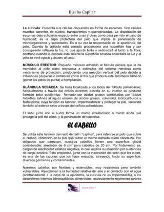 Diseño Capilar
La cutícula: Presenta sus células dispuestas en forma de escamas. Son células
muertas carentes de núcleo, transparentes y queratinizadas. La disposición de
escamas deja suficiente espacio entre unas y otras como para permitir el paso de
humedad; es la capa protectora del pelo que impide la penetración de
microorganismos y suciedades. Es a su vez la responsable de la apariencia del
pelo. Cuando la cutícula está cerrada proporciona una superficie lisa y por
consiguiente reflejara la luz, lo que aporta brillo y sedosidad al tacto a la fibra,
contrario cuando la cutícula está abierta la superficie sinuosa absorberá la luz y el
pelo se verá opaco y áspero al tacto.
MÚSCULO ERECTOR: Pequeño músculo adherido al folículo pilosos que le da
movilidad al pelo como respuesta a estímulos del sistema nervioso como
mecanismo de protección, produciendo una erección vertical del pelo debido a
influencias psíquicas o climáticas como el frio que produce este fenómeno llamado
(poner los pelos de punta) u horripilación.
GLÁNDULA SEBÁCEA: Se halla localizada a los lados del folículo polisebáceo;
habitualmente a través del orificio excretor; excreta en su interior su producto
llamado sebo epidérmico formado por ácidos grasos constituidos por lípidos
hidrófilos (afines al agua) esteres de ácidos grasos, colesterol, hidrocarburos y
fosfolípidos; cuya función es lubricar, impermeabilizar y proteger la piel, volcando
también al exterior sebo a través del orificio polisebáceo.
El sebo junto con el sudor forma un manto emulsionado o manto ácido que
protege la piel del clima, y la penetración de bacterias.
Se utiliza este término derivado del latín “capilus”, para referirse al pelo que cubre
el cráneo, contenido en la piel que cubre el mismo llamada cuero cabelludo. Por
delgados que parezcan, nuestros cabellos tienen una superficie global
considerable; alrededor de 6 cm2
para cabellos de 20 cm. Por frotamiento se,
cargan de electricidad estática negativa, lo cual explica su atracción por sustancias
de carga positiva. Esta propiedad, junto con la viscosidad del sebo que los cubre,
es una de las razones que los hace ensuciar, atrayendo hacia su superficie,
diversos gérmenes y contaminantes.
Nuestros cabellos son flexibles y extensibles, muy resistentes pero también
vulnerables. Reaccionan a la humedad relativa del aire y al contacto con el agua
(contrariamente a la capa de la epidermis, la cutícula no es impermeable), a los
desórdenes internos (desequilibrios alimenticios, especialmente regímenes pobres
 