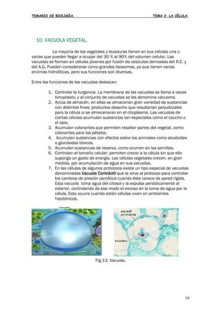 TEMARIO DE BIOLOGÍA. TEMA 2: LA CÉLULA.
19
10. VACUOLA VEGETAL.
La mayoría de los vegetales y levaduras tienen en sus células una o
varias que pueden llegar a ocupar del 30 % al 90% del volumen celular. Las
vacuolas se forman en células jóvenes por fusión de vesículas derivadas del R.E. y
del A.G. Pueden considerarse como grandes lisosomas, ya que tienen varias
enzimas hidrolíticas, pero sus funciones son diversas.
Entre las funciones de las vacuolas destacan:
1. Controlar la turgencia. La membrana de las vacuolas se llama a veces
tonoplasto, y al conjunto de vacuolas se les denomina vacuoma.
2. Actúa de almacén, en ellas se almacenan gran variedad de sustancias
con distintos fines: productos desecho que resultarían perjudiciales
para la célula si se almacenaran en el citoplasma. Las vacuolas de
ciertas células acumulan sustancias tan especiales como el caucho o
el opio.
3. Acumulan colorantes que permiten resaltar partes del vegetal, como
colorantes para los pétalos.
4. Acumulan sustancias con efectos sobre los animales como alcaloides
o glucósidos tóxicos.
5. Acumulan sustancias de reserva, como ocurren en las semillas.
6. Controlan el tamaño celular: permiten crecer a la célula sin que ello
suponga un gasto de energía. Las células vegetales crecen, en gran
medida, por acumulación de agua en sus vacuolas.
7. En las células de algunos protozoos existe un tipo especial de vacuolas
denominadas Vacuola Contráctil que le sirve al protozoo para controlar
los cambios de presión osmótica cuando éste carece de pared rígida.
Esta vacuola toma agua del citosol y la expulsa periódicamente al
exterior, controlando de ese modo el exceso en la toma de agua por la
célula. Esto ocurre cuando están células viven en ambientes
hipotónicos.
Fig.13: Vacuola.
 