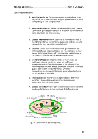 TEMARIO DE BIOLOGÍA. TEMA 2: LA CÉLULA.
24
Los componentes son:
1. Membrana externa: Es muy permeable a moléculas e iones
pequeños. No poseen clorofila. Al igual que la interna el 60%
son lípidos y el 40% son proteinas.
2. Membrana interna: Es menos permeable que la mb. Externa.
Delimita un gran espacio central, el estroma. No tiene crestas
como ocurría en las mitocondrias.
3. Espacio intermembranoso: Debido a la permeabilidad de la
membrana externa, contiene una sustancia coloidal con una
composición muy parecida a la del citosol.
4. Estroma: Es una sustancia coloidal con gran cantidad de
enzimas solubles responsables de las reacciones de la fase
oscura de la fotosíntesis. ADN cloroplástico (doble hélice y
circular) con información para sintetizar proteinas.
5. Membrana tilacoidal: Impermeable a la mayoría de las
moléculas e iones, contienen todas las moléculas
responsables de la fase luminosa de la fotosíntesis. Esta
forma la pared de unos discos aplanados llamados tilacoides,
que se comunican entre sí formando un tercer
compartimento, el espacio tilacoidal, separado del estroma
por al membrana tilacoidal.
6. Tilacoides: Sacos membranosos aplanados de diferentes
tamaños y dispuestos paralelamente. Se asocian en
estructuras denominadas grana.
7. Espacio tilacoidal: Coloide con una composición muy variable
fundamental durante la fase lumínica de la fotosíntesis.
Fig.17: Componentes del cloroplasto.
 
