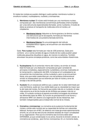 TEMARIO DE BIOLOGÍA. TEMA 2: LA CÉLULA.
26
En todos los núcleos se pueden distinguir cuatro partes: membrana nuclear (o
envoltura nuclear), nucleoplasma, nucleolo y cromosomas:
1. Membrana nuclear: El núcleo está limitado por una membrana nuclear,
compuesta por dos membranas concéntricas perforadas (interrumpidas)
por unas estructuras especializadas llamadas poros nucleares. A través de
éstos se produce el transporte de moléculas entre el núcleo y el
citoplasma:
• Membrana Interna: Adquiere su forma gracias a la lámina nuclear,
una estructura que le da soporte, formada por filamentos
intermedios de una proteína llamada laminina.
• Membrana Externa
Cada Poro nuclear esta formado por más de 100 proteinas. Cada poro
contiene uno o varios canales de agua a través de los cuales pueden pasar
moléculas pequeñas disueltas en agua, de manera no selectiva. También
atraviesan los poros complejos proteicos, como las subunidades ribosómicas.
: Es una prolongación del retículo
endoplasmático rugoso y se encuentran con abundantes
ribosomas.
2. Nucleoplasma: Es el contenido interno del núcleo y es similar al citosol.
Está formado por una disolución compuesta por gran variedad de
principios inmediatos, especialmente nucleótidos y enzimas implicados en
la transcripción y replicación del ADN. Inmersos en el nucleoplasma se
encuentran los cromosomas y el/los nucleolo/s, pero no se encuentran
libres, sino que están sostenidos por una red proteica tridimensional
similar al citoesqueleto que se extiende por todo el núcleo y sirve de
anclaje a las demás partes.
3. Nucleolo: Es un corpúsculo esférico que, a pesar de no estar delimitado por
una membrana, suele ser muy visible dado que su viscosidad es mayor que
la del resto del núcleo. Es frecuente que exista más de un nucleolo; el caso
más extremo es el de los óvulos de los Anfibios que poseen más de un
millar. El nucleolo contiene el aparato enzimático encargado de sintetizar
los diferentes tipos de ARNr. Su función es precisamente la de formar y
almacenar ARNr con destino a la organización de los ribosomas. Son
también indispensables para el desarrollo normal de la mitosis.
4. Cromatina y cromosomas: La cromatina es la sustancia fundamental del
núcleo y recibe este nombre por su capacidad de teñirse con colorantes
básicos. Aunque con el M.E. se observa una masa grumosa aparentemente
amorfa, es una de las estructuras celulares dotadas de mayor complejidad
en su organización. Para que la cromatina sea funciona debe estar
EXTENDIDA, ya que condensada no es activa. Durante la división celular, la
cromatina se condensa, para formar cromosomas. En un momento dado,
 