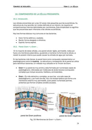 TEMARIO DE BIOLOGÍA. TEMA 2: LA CÉLULA.
28
16. COMPONENTES DE LA CÉLULA PROCARIOTA:
16.1. Introducción.
Las células procariotas son unas 10 veces más pequeñas que las eucarióticas. Su
estructura es muy sencilla: sin núcleo definido en su interior y la mayoría sin
compartimentos internos delimitados por membranas. Esta simplicidad no significa
que las procariotas sean inferiores a las células eucarióticas.
Hay tres formas básicas muy comunes en las bacterias.
• Coco: forma esférica u ovalada.
• Bacilo: forma alargada o cilíndrica.
• Espirilo: forma espiral.
16.2. Pared: Gram + y Gram -.
En la mayoría de estas células, una pared celular rígida, permeable, rodea por
fuera a la membrana plasmática, ayudando a mantener la forma de la célula y a
resistir la presión interna que puede causar la entrada de agua por osmosis.
En las bacterias más típicas, la pared tiene como compuesto representativo un
peptidoglucano como la muerina. La estructura y composición de la pared se utiliza
para identificar bacterias. Un método muy utilizado en la Tinción de Gram.
• Gram +: La pared es muy ancha y esta formada por numerosas capas de
peptidoglicano, reforzadas por moléculas de ácido teicoico (compuesto
complejo que incluye azucares, fosfatos y animoácidos).
• Gram -: Es más estrecha y compleja, ya que hay una sola capa de
peptidoglicano y, por fuera de ella, hay una bicapa lipídica que forma una
membrana externa muy permeable, pues posee numerosas porinas,
proteínas que forman amplios canales acuosos.
Fig. 19: Membranas de Gram + y Gram -.
 