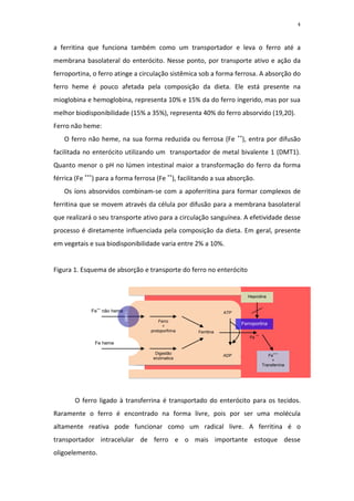 4



a ferritina que funciona também como um transportador e leva o ferro até a
membrana basolateral do enterócito. Nesse ponto, por transporte ativo e ação da
ferroportina, o ferro atinge a circulação sistêmica sob a forma ferrosa. A absorção do
ferro heme é pouco afetada pela composição da dieta. Ele está presente na
mioglobina e hemoglobina, representa 10% e 15% da do ferro ingerido, mas por sua
melhor biodisponibilidade (15% a 35%), representa 40% do ferro absorvido (19,20).
Ferro não heme:
                                                                       ++
   O ferro não heme, na sua forma reduzida ou ferrosa (Fe               ), entra por difusão
facilitada no enterócito utilizando um transportador de metal bivalente 1 (DMT1).
Quanto menor o pH no lúmen intestinal maior a transformação do ferro da forma
férrica (Fe +++) para a forma ferrosa (Fe ++), facilitando a sua absorção.
   Os íons absorvidos combinam-se com a apoferritina para formar complexos de
ferritina que se movem através da célula por difusão para a membrana basolateral
que realizará o seu transporte ativo para a circulação sanguínea. A efetividade desse
processo é diretamente influenciada pela composição da dieta. Em geral, presente
em vegetais e sua biodisponibilidade varia entre 2% a 10%.


Figura 1. Esquema de absorção e transporte do ferro no enterócito


                                                                            Hepcidina


             Fe++ não heme                                       ATP
                             DMT1




                                        Ferro
                                          +
                                                                        Ferroportina
                                    protoporfirina   Ferritina
                                                                            Fe ++
               Fe heme

                                      Digestão
                                                                 ADP                   Fe+++
                                     enzimatica                                          +
                                                                                    Transferrina




       O ferro ligado à transferrina é transportado do enterócito para os tecidos.
Raramente o ferro é encontrado na forma livre, pois por ser uma molécula
altamente reativa pode funcionar como um radical livre. A ferritina é o
transportador intracelular de ferro e o mais importante estoque desse
oligoelemento.
 