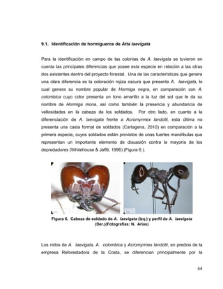 44
9.1. Identificación de hormigueros de Atta laevigata
Para la identificación en campo de las colonias de A. laevigata se tuvieron en
cuenta las principales diferencias que posee esta especie en relación a las otras
dos existentes dentro del proyecto forestal. Una de las características que genera
una clara diferencia es la coloración rojiza oscura que presenta A. laevigata, lo
cual genera su nombre popular de Hormiga negra, en comparación con A.
colombica cuyo color presenta un tono amarillo a la luz del sol que le da su
nombre de Hormiga mona, así como también la presencia y abundancia de
vellosidades en la cabeza de los soldados. Por otro lado, en cuanto a la
diferenciación de A. laevigata frente a Acromyrmex landolti, esta última no
presenta una casta formal de soldados (Cartagena, 2010) en comparación a la
primera especie, cuyos soldados están provistos de unas fuertes mandíbulas que
representan un importante elemento de disuasión contra la mayoría de los
depredadores (Whitehouse & Jaffé, 1996) (Figura 6.).
Figura 6. Cabeza de soldado de A. laevigata (Izq.) y perfil de A. laevigata
(Der.)(Fotografías: N. Arias)
Los nidos de A. laevigata, A. colombica y Acromyrmex landolti, en predios de la
empresa Reforestadora de la Costa, se diferencian principalmente por la
 