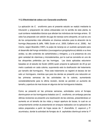 85
11.2.Efectividad de cebos con Canavalia ensiformis
La aplicación de C. ensiformis para el presente estudio se realizó mediante la
trituración y preparación de cebos artesanales con la semilla de esta planta, la
cual contiene metabolitos tóxicos que afectan los individuos de hormiga arriera. El
cebo fue preparado con adición de jugo de naranja como atrayente, el cual es uno
de los componentes más utilizados en diversos estudios para la atracción de la
hormiga (Naccarata & Jaffé, 1989; Durán et al., 2005; Caffarini et al., 2006). Así
mismo, según Boaretto (1997), la pulpa de naranja es un sustrato apropiado para
el desarrollo del hongo simbiótico (Leucoagaricus gongylophorus) debido a su leve
acidez, su alto contenido de carbohidratos y nitrógeno, y a la presencia de una
gran variedad de vitaminas y microelementos, por lo cual se convierte en uno de
los atrayentes preferidos por las hormigas. Las dosis aplicadas estuvieron
basadas en el estudio de Durán (2005) quien propone la aplicación de 20 gr por
metro cuadrado en cada colonia, suponiendo esto la dosificación del tratamiento
por tamaño del hormiguero. Para este tratamiento se registró el deceso de tan
solo un hormiguero, mientras que para los demás se presentó una reducción en
las primeras semanas de las actividades de la colonia, aumentando
considerablemente para la última revisión, donde se percibió un aumento de
tamaño y apertura de mas bocas en algunos de los hormigueros tratados.
Como se presentó en las primeras semanas, actividades como el forrajeo
disminuyeron en los hormigueros tratados con C. ensiformis, sin embargo para las
últimas revisiones se presentó una reactivación de las colonias, presentándose un
aumento en el tamaño de los nidos y mayor apertura de bocas, lo cual es un
comportamiento similar al presentando en ensayos realizados con la aplicación de
cebos preparados a partir de hojas secas de T. diversifolia, C. asperum y P.
acuminatus, donde la actividad de forrajeo de A. cephalotes disminuyó entre la 1ª
 