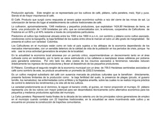 Producción agrícola. Este renglón se ve representada por los cultivos de café, plátano, caña panelera, maíz, frijol y yuca.
Siendo el de mayor importancia el café.
El Café. Producto que surgió como respuesta al severo golpe económico sufrido a raíz del cierre de las minas de sal. La
colonización de tierras dio lugar al establecimiento de cultivos tradicionales de café.
Lo cultivaron, aproximadamente, 1348 medianos y pequeños productores, que explotaban 1424,80 Hectáreas de tierra, se
tenía una producción de 1.438 toneladas por año, que se comercializaba con, la entonces, cooperativa de Caficultores de
Fredonia en un 60% y el 40% restante a través de compradores particulares.
Predomino el cultivo tipo tradicional ubicado entre los 1000 a los 1800 m.s.n.m, con sombrío y plátano como cultivo asociado,
condiciones como la topografía, la baja fertilidad de los suelos entre otros le marcan al rubro un alto grado de marginalidad. Se
presenta el cultivo con variedad Colombia.
Los Caficultores en el municipio están como en todo el país sujetos a los altibajos de la economía dependiendo de los
mercados internacionales, con un sensible deterioro de la calidad de vida de la población en los períodos de crisis, porque ha
sido casi la única actividad generadora de empleo de la localidad.
En la actualidad la economía local atraviesa por un período critico, experimentándose un decrecimiento tanto en el área
cultivada como en rendimiento, por lo tanto se viene estimulando a los cafeteros a reemplazar áreas cafeteras por potreros
para ganadería extensiva. Por otro lado los altos costos de los insumos asociados a fenómenos naturales reducen
drásticamente los ingresos de los productores y llevan al desestimulo de los pequeños productores.
El Plátano. Constituye el segundo renglón de la economía municipal con un área de 759.5 Hectáreas sembradas asociadas al
café como sombrío de este, se produce anualmente un promedio de 2202,5 toneladas.
Es un cultivo marginal subsidiario del café con ausencia marcada de prácticas culturales que le beneficien directamente,
presenta factores limitantes de la producción como: la baja fertilidad del suelo, la presencia de plagas (picudo, el gusano
tornillo, los nematodos), las enfermedades como el Moko y la Sigatoka amarilla, sobre las cuales no se realiza ninguna práctica
de control lo deteriora los rendimientos y la vida útil de los cultivos.
La variedad predominante es el dominico, le siguen el banano criollo, el guineo, en menor proporción el murrapo. El plátano
representa uno de los rubros con mayor potencial para ser desarrollados técnicamente como alternativa económica para los
pequeños y medianos productores agrícolas del municipio.
La Caña panelera: Representó hasta finales de la década de los setenta uno de los principales rubros generadores de empleo
en el municipio cuando contaba con 22 trapiches tradicionales; en la actualidad se viene incentivando este cultivo y se
encuentra en proceso la construcción de trapiches comunitarios.
 