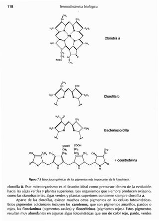 0<;
<;>
CH,
c1orofila b. Este microorganismo es el favorito ideal como precursor dentro de la evoluci6n
hacia las algas verdes y plantas superiores. Los organismos que siempre producen oxigeno,
como las cianobacterias, algas verdes y plantas superiores contienen siempre c1orofila a.
Aparte de las c1orofilas, existen muchos otros pigmentos en las celulas fotosinteticas.
Estos pigmentos adicionales incluyen 105 carotenos, que son pigmentos amarillos, pardos 0
rojos, las ficocianinas (pigmentos azules) y ficoeritrinas (pigmentos rajos). Estos pigmentos
resultan muy abundantes en algunas algas fotosinteticas que son de color rojo, pardo, verdes
 