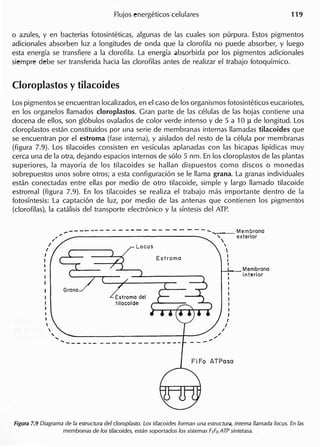 o azules, y en bacterias fotosinteticas, algunas de las cuales son purpura. Estos pigmentos
adicionales absorben luz a longitudes de onda que la c1orofila no puede absorber, y luego
esta energia se transfiere a la c1orofila. La energia abs.orbida por 105pigmentos adicionales
siempre debe ser transferida hacia las c1orofilas antes de realizar el trabajo fotoquimico.
Cloroplastos y tilacoides
Lospigmentos se encuentran localizados, en el caso de 105organismos fotosinteticos eucariotes,
en 105organelos lIamados c1oroplastos. Gran parte de las celulas de las hojas contiene una
docena de ellos, son gl6bulos ova/ados de color verde intenso y de 5 a 10 ~ de longitud. Los
c1oroplastos estan constituidos por una serie de membranas internas Ilamadas tilacoides que
se encuentran por el estroma (fase internal, y aislados del resto de la celula par membranas
(figura 7.9). Los tilacoides consisten en vesiculas aplanadas con las bicapas lipidicas muy
cerca una de la otra, dejando espacios internos de 56105 nm. En 105c1oroplastos de las plantas
superiores, la mayoria de 105 tilacoides se hallan dispuestos como discos 0 monedas
sobrepuestos unos sobre otros; a esta configuraci6n se Ie llama grana. La granas individuales
estan conectadas entre ellas por medio de otro tilacoide, simple y largo lIamado tilacoide
estromal (figura 7.9). En 105tilacoides se realiza el trabajo mas importante dentro de la
fotosintesis: La captaci6n de luz, por medio de las antenas que contienen 105 pigmentos
(c1orofilas), la catalisis del transporte electr6nico y la sintesis del ATP.
...•------- - - - --- - -- - - - - - -"' Membrana
, .•• , eXlerior
/ 
/ 
I 
I Eslroma II I
I I
I
I
I
I
I
I
I
I
,


,...
I
I
I
I
I
I
I
I
I
I
I
I
/
""...•
Figura 7.9 Diagrama de la estructura del doroplasto. Los tilacoides forman una estructura, interna lIamada locus. En las
membranas de 105 ti/acoides, estan soportados 105 sistemas FIFo ATP sintetasa.
 