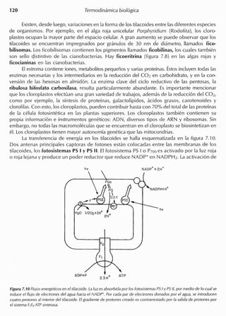 Existen, desde luego, variaciones en la forma de 105 tilacoides entre las diferentes especies
de organismos. Por ejemplo, en el alga raja unicelular Porphyridium (Rodofita), 105 cloro-
plastos ocupan la mayor parte del espacio celular. A gran aumento se puede observar que 105
tilacoides se encuentran impregnados por granulos de 30 nm de diametro, lIamados fico-
bilisomas. Los ficobilisomas contienen 105 pigmentos lIamados ficobilinas, 105 cuales tambien
son sello cjistintivo de las cianobacterias. Hay ficoeritrina (figura 7.8) en las algas rojas y
ficocianinas en las cianobacterias.
EI estroma contiene iones, metabolitos pequefios y varias proteinas. Estos incluyen todas las
enzimas necesarias y 105 intermediarios en la reduccion del C02 en carbohidrato, y en la con-
version de las hexosas en almidon. La enzima clave del cicio reductivo de las pentosas, la
ribulosa bifosfato carboxilasa, resulta particularmente abundante. Es importante mencionar
que 105 cloroplastos efectuan una gran variedad de trabajos, ademas de la reduccion del C02,
como por ejemplo, la sintesis de proteinas, galactolipidos, acidos grasos, carotenoides y
clorofilas. Con esto, 105 cloroplastos, pueden contribuir hasta con 70% del total de las protein as
de la celula fotosintetica en las plantas superiores. Los cloroplastos tambien contienen su
propia informacion e instrumentos geneticos: ADN, diversos tipos de ARN y ribosomas. Sin
embargo, no todas las macromoleculas que se encuentran en el cloroplasto se biosintetizan en
eJ. Los cloroplastos tienen mayor autonomia genetica que las mitocondrias.
La transferencia de energia en 105 tilacoides se halla esquematizada en la figura 7.10.
Dos antenas principales captoras de fotones estan colocadas entre las membranas de 105
tilacoides, 105 fotosistemas PS I Y PS II. EI fotosistema PS I 0 PlODes activado por la luz roja
o roja lejana y produce un poder reductor que reduce NADP+ en NADPH2. La activacion de
Figura 7.10 Fluios energeticos en el tilacoide. La luz es absorbida por 105 {otosistemas PS I Y PS II, por medio de 10 cualse
induce el flujo de electrones del agua hacia el NADP+. Por cada par de electrones donados por el agua, se introducen
watro prolOnes al interior del tilacoide. EIgradiente de protones creado es contrarrestado por la salida de pro tones por
elsistema F,FoATPsintetasa.
 