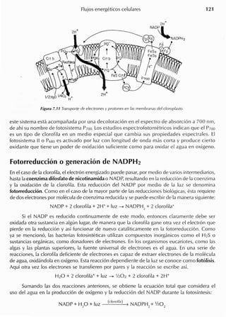 este sistema esta acompanada por una decoloracion en el espectro de absorcion a 700 nm,
de ahi su nombre de fotosistema P700.Los estudios espectrofotometricos indican que el PlOO
es un tipo de c1orofila en un medio especial que cambia sus propiedades espectrales. EI
fotosistema II 0 P680es activado por luz con longitud de onda mas corta y produce cierto
oxidante que tiene un poder de oxidacion suficiente como para oxidar el agua en oxigeno.
Fotorreducci6n 0 generaci6n de NADPH2
Enel caso de la c1orofila,el electron energizado puede pasar, por medio de varios intermediarios,
hastala coenzima difosfato de nicotinamida 0 NADP, resultando en la reduccion de la caenzima
y la oxidacion de la c1orofila. Esta reduccion del NADP por medio de la luz se denomina
fotorreduccion. Como en el caso de la mayor parte de las reducciones biologicas, esta requiere
de dos electrones por molecula de coenzima reducida y se puede escribir de la manera siguiente:
NADP + 2 c1orofila + 2W + luz --7 NADPH2
+ 2 c1orofila+
Si el NADP es reducido cantinuamente de este modo, entonces c1aramente debe ser
oxidada otra sustancia en algun lugar, de manera que la c1orofila gane otra vez el electron que
pierde en la reduccion y asi funcionar de nuevo cataliticamente en la fotorreduccion. Como
ya se menciono, las bacterias fotosinteticas utilizan compuestos inorganicos como el H2S 0
sustancias organicas, como donadores de electrones. En 105 organismos eucariotes, como las
algas y las plantas superiores, la fuente universal de electrones es el agua. En una serie de
reacciones, la c1orofila deficiente de electrones es capaz de extraer electrones de la molecula
de agua, oxidandola en oxigeno. Estareaccion dependiente de la luz se canoce como fotolisis.
Aqui otra vez 105 electrones se transfieren por pares y la reaccion se escribe as!.
H20 + 2 c1orofila++ luz --7 1/202+ 2 c1orofila + 2H+
Sumando las dos reacciones anteriores, se obtiene la ecuacion total que considera el
uso del agua en la produccion de oxigeno y la reduccion del NADP durante la fotosintesis:
(cloro/ita) ) NADPH + 1/20
2 2
 