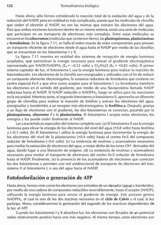 Hasta ahora, solo hemos considerado la reaccion total de la oxidacion del agua y de la
reduccion del NADP, pero en realidad es mas complicado, puesto que las moleculas de c1orofila
que ceden el electron al NADP, no son las mismas que extraen 105 electrones del agua.
Para que am bas recciones funcionen dentro de un mismo sistema, existe una serie de moleculas
que participan en un transporte de electrones mas complejo. Entre estas moleculas se
encuentran 105citocromos (moleculas que contienen fierro), las plastoquinonas, plastocianinas
y ferredoxinas. En la figura 7.11, se halla el orden exacto de estes componentes para proveer
un transporte eficiente de electrones desde el agua hasta el NADP por medio de las c1orofilas
que se encuentran en 105 fotosistemas I y II.
La figura 7.11 muestra en realidad dos sistemas de recepcion de energia luminosa
acoplados, que suministran la energia necesaria para vencer el gradiente electroquimico
representado por NADP/NADPH2 (Eo = -0.32 volts) y 02/H20 (Eo = +0.82 volts). EI primer
sistema captador de luz, el fotosistema I, usa la energia luminosa para realizar la reaccion de
fotorreduccion. Los electrones de la c1orofila son energizados y utilizados con el fin de reducir
un compuesto altamente electronegativo, la sustancia reductora de ferredoxina que contiene un
centro especial Fe-S y que sirve como aceptor para el fotosistema I. La ferredoxina transfiere
105 electrones en el senti do del gradiente, por medio de una flavoproteina lIamada NADP
reductasa hacia el NADP. EI NADP reducido 0 NADPH2, luego se utiliza para las reacciones
en la oscuridad. Mientras tanto, el segundo fotosistema 0 fotosistema II, aprovecha un diferente
grupo de c1orofilas para realizar la reaccion de fotolisis y extraer 105 electrones del agua,
energizarlos y transferirlos a un receptor mas electronegativo, la feofitina a. Despues, gracias
a un flujo de electrones con el gradiente, 105 dos fotosistemas se conectan, pasando por la
plastoquinona, citocromo f y la plastocianina. EI fotosistema I acepta estes electrones, 105
energiza y 105 puede ceder finalmente al NADP.
Las caracteristicas especiales del sistema completo son: (a) EI fotosistemall usa la energia
luminosa para elevar la energia de 105electrones del nivel del agua (+0.8 volts) hasta feofitina
a (-0.1 volts). (b) EI fotosistema I utiliza la energia luminosa para incrementar la energia de
105 electrones del nivel de la plastocianina (+0.4 volts) hasta el centro Fe-S del compuesto
reductor de ferredoxina (-0.6 volts). (c) La existencia de enzimas y acarreadores necesarios
para mediar la extraccion de electrones del agua, 0 mejor dicho de 105iones OH- derivados del
agua, dando lugar a una liberacion de oxigeno. (d) La existencia de enzimas y acarreadores
necesarios para mediar el transporte de electrones del centro Fe-S reductor de ferredoxina
hasta el NADP. Finalmente, (e) la presencia de 105 acarreadores de electrones que conectan
105 dos fotosistemas y permiten una red unidireccional de transporte de electrones del foto-
sistema II al fotosistema I, 0 sea del agua hacia el NADP.
Fotofosforilacion 0 generacion de AlP
- Hasta ahora, hem os visto como 105electrones son extraidos de un denador (aguOil)y transferidos,
por medio de una cadena de compuestos reducibles reversiblemente, hasta el aceptor (NADP),
utilizando la energia luminosa para vencer el gradiente de energia. Este proceso genera
NADPH2, el cual es uno de 105 dos reactivos necesarios en el cicio de Calvin y el cual, la luz
participa. Ahora, consideraremos la generacion del segundo de 105 reactivos dependientes de
la luz, el ATP.
Cuando 105fotosistemas I y II absorben luz, 105 electrones son lIevados de un potencial
redox relativamente positive hacia uno mas negativo. AI mismo tiempo, estes electrones son
 