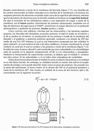 ,
lIevados vectorialmente a traves de la membrana del tilacoide (figura 7.11). Las c1orofilas de
los centros reaccionales se hallan colocadas en la interfase de la membrana y el estroma, los
. aceptores primarios de electrones excitados estan cerca de la superficie del estroma, mientras
que los donadores de electrones para la c1orofila oxidada se localizan en la superficie luminal.
De aquf la excitacion de los fotosistemas induce a una separacion de cargas a traves de la
membrana, con el lumen positivo. Movimientos de pro tones subsecuentes, acoplados con el
flujo de electrones del agua hacia el NADP+, transforman el campo electrico en un potencial
electroqufmico y gradiente de protones, loculus positivo y acido.
Como veremos mas adelante, mientr.s que las mitocondrias y las bacterias expulsan
protones, los tilacoides del c1oroplasto acumulan protones: el ~pH es acido en el interior y
el ~E es positivo en el interior. La translocacion de los protones a traves de la membrana del
tilacoide y el gradiente 0 potencial protonico generado, conducen a la sfntesis de ATP por
medio de una FlFaATP sintetasa, la cual es una holoenzima compuesta por dos modulos: la
pieza cabezal Fl, la cual contiene el sitio 0 los sitios catallticos y el sector membranal, Fa,el cual
contiene un canal por el cual se conduce a los protones a traves de la membrana (figura 7.12).
Entodos los casos,la pieza cabezal Fl esta constituida porcinco subunidades. Los microbiologos
estan de acuerdo en la siguiente estequiometria 0.3 ~3 Y £ en mitocondrias y c1oroplastos.
Mediante la interpretacion de experimentos recientes, se deduce que el modulo Fl contiene
tres sitios activos. En las subunidades a y b se hallan sitios enlazadores de nucleotidos.
Hasta ahora hemos denominado al modulo Facomo conductor de protones y en realidad
es su mas basica funcion. Sin embargo, su verdadera funcion es mucho mas sutil en el acopla-
miento de energfa y se Ie puede describir mejor como un pozo de protones. De acuerdo con
la teorfa del quimiostato, la fuerza motriz en la sfntesis del ATP es el potencial protonico a
traves de la membrana ~H+. Esto resulta, en realidad, de la suma de dos factores, ~pH y ~E,
concordando con la siguiente ecuacion:
~H+
--~p=M-59~pH
F
 