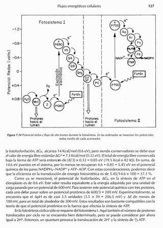 I
I
I
e- I
~~ I
G~ :
8) :
c8 ®-:t: I
]~ S:'~I e- l!0t6n I
·u~ ®r::~ ~o ~Q) I ~I Q2 I I v..:7
O~ } e- ~i I
0e~f' / I I
Mnc08 I I
~ ::
Protones I Protones I
hacia el I hacia el
lumen lumen
><
o
-g 0
0:::
o
u
~ +0.4
+-
oQ.
Figura 7.14 Potencial redox y f1ujo de electrones durante la fo(osintesis. En las ordenadas se muestran 105 potenciales
redox medio de cada acarreador.
la fotofosforilacion, ~Gf, alcanza 14 Kcaljmol (0.6 eV), pero siendo conservadores se debe usar
el valor de energia libre est<lndar~GO ""7.3 Kcaljmol (0.32 eV). EItotal de energia libre conservada
bajo la forma de ATP sera entonces de (8/3) x 0.32 = 0.85 eV (19.5 Kcal 082 KJ).En suma, de
14.6 eV puestos en el sistema, por 10menos se recuperan 4.6 + 0.85 = 5.45 eVen el potencial
quimico de 105 pares NADPH2-NADP+ y ATP-ADP. Con estasconsideraciones, podemos decir
que la eficiencia en la transduccion de energia fotosintetica es de 5.45/14.6 x 100 = 37.3 %.
Como ya se menciono, el potencial de fosforilacion, ~Gf, en la sintesis de ATP en el
c1oroplastoes de 0.6 eV. Estevalor resulta equivalente a la energia adquirida por una unidad de
cargapasando por un potencial de 600 mV. Parasostener estepotencial quimico con tres protones,
cada uno debe pasar sobre un potencial protonico de 600/3 = 200 mV. Experimentalmente, se
encuentra que el ~pH es de casi 3.5 unidades (3.5 x 59 = 206.5 mV) y ~E de menos de
100 mV, para un total de alrededor de 300 mV. Estosresultados son bastante compatibles con la
teoria de que el potencial protonico es la fuerza que efectua la sintesis de ATP.
Enla fotosintesisciclica solo serequiere del fotosistema I.Aqui tambien el numero de protones
translocados por cicio no se encuentra bien determinado, pero se puede considerar por ahora
igual a 2W. Entonces, un quantum provoca la translocacion de 2H+ y la sintesis de 2/3ATP.
 
