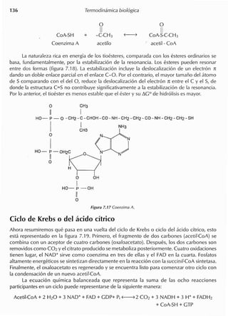 o
II
-C-CH3
acetilo
o
II
CoA-S-C-CH3
( acetil - CoA
La naturaleza rica en energia de 105 tioesteres, com parada con 105 esteres ordinarios se
basa, fundamentalmente, por la estabilizacion de la resonancia. Los esteres pueden resonar
entre dos formas (figura 7.18). La estabilizacion incluye la deslocalizacion de un electron 1t:
dando un doble enlace parcial en el enlace c-o. Por el contrario, el mayor tamano del atomo
de S comparando con el del 0, reduce la deslocalizacion del electron 1t: entre el C y el S, de
donde la estructura C=S no contribuye significativamente a la estabilizacion de la resonancia.
Por 10 anterior, el tioester es menDs estable que el ester y su ""Go de hidrolisis es mayor.
o CH3
II I
HO- P - 0 - CH2 - C - CHOH - CO - NH - CH2 - CH2 - co -NH - CH2 - CH2 - SH
I lH3 JCNH3o N
HO- LOH2C 0 <N )
~Q
o OH
IHO- p -OH
II
o
Ahora resumiremos que pasa en una vuelta del cicio de Krebs 0 cicio del acido citrico, esto
esta representado en la figura 7.19. Primero, el fragmento de dos carbones (acetil-CoA) se
combina con un aceptor de cuatro carbones (oxa/oacetato). Despues, 105 dos carbones son
removidos como C02 y el citrato producido se metaboliza posteriormente. Cuatro oxidaciones
tienen lugar, el NAD+ sirve como coenzima en tres de ellas y el FAD en la cuarta. Fosfatos
altamente energeticos se sintetizan directamente en la reaccion con la succinil-CoA sintetasa.
Finalmente, el oxaloacetato es regenerado y se encuentra listo para comenzar otro cicio con
la condensacion de un nuevo acetil-CoA.
La ecuacion quimica balanceada que representa la suma de las ocho reacciones
participantes en un cicio puede representarse de la siguiente manera:
Acetil-CoA + 2 H20 + 3 NAD+ + FAD + GDP+ Pi ~ 2 C02 + 3 NADH + 3 W + FADH2
+ CoA-SH + GTP
 