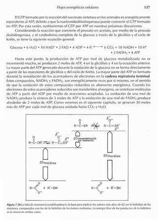 EIGTP formado por la reaccion del succinato sintetasa en los animales es energeticamente
equivalente al ATP,debido a que la nucleosidodifosfoquinasa puede convertir el GTP formado
en ATP. Por esta razon, sustituiremos el GTP por ATP en nuestras proximas discusiones.
Considerando la reaccion que convierte el piruvato en acetato, por medio de la piruvato
deshidrogenasa, y el catabolismo completo de la glucosa a traves de la glicolisis y el cicio de
Krebs, se tiene la siguiente ecuacion general:
Glucosa + 6 H20 + 10 NAD+ + 2 FAD + 4 ADP + 4 Pi f------7 6 C02 + 10 NADH + 10 H+
+ 2 FADH2 + 4 ATP
Hasta este punto, la produccion de ATP por mol de glucosa metabolizada no se
incremento mucho, se producen 2 moles de ATP,4 en la glicolisis y 4 en la ecuacion anterior.
La mayor parte del ATP generado durante la oxidacion de la glucosa no se forma directamente
a partir de las reacciones de glicolisis y del cicio de Krebs. La mayor parte del ATP es formado
durante la reoxidacion de los acarreadores de electrones en la cadena repiratoria terminal.
Estoscompuestos, NADH2 y FADH2, son energeticamente ricos por si mismos, en el sentido
de que la oxidacion de estos compuestos reducidos es altamente exergonica. Cuando los
electrones de estos acarreadores reducidos son transferidos al oxigeno, se sintetizan moleculas
de ATP a partir del ADP por medio de reacciones acopladas. La oxidacion de una mol de
NADH2 produce la sintesis de 3 moles de ATP y la oxidacion de una mol de FADH2 produce
alrededor de 2 moles de ATP. Como veremos es el siguiente capitulo, se generan 30 moles
mas de ATP par cada mol de glucosa oxidada hasta C02 y H20.
o
II~
R-C-SR ~
c5~_
I
R-C=SR'
6+
(s-
O 0- +
II, I: d,
R-C-OR ~ R-C':...:OR
o
~G Desestobilizocioo
par resononcio
CJ
oo
R-c! + R'-OH,0-
o
//
R-C + R'-SH
'0-
Figura 7.18 La (alta de resonancia estabilizadora es la base para explicar 105valores mas altos de L'>Cen la hidr61isis de 105
tioesteres, comparados can 105de la hidr61isis de 105esteres ordinarios. La energia libre de 105productos de la hidr61isis
es la misma en ambos casas.
 
