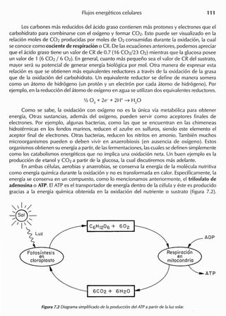 Los carbones mas reducidos del acido graso contienen mas protones y electrones que el
carbohidrato para combinarse con el oxfgeno y formar C02. Esto puede ser visualizado en la
relacion moles de C02 producidas por moles de 02 consumidas durante la oxidacion, la cual
se conoce como cociente de respiracion 0 CR. De las ecua~iones anteriores, podemos apreciar
que el acido graso tiene un valor de CR de 0.7 (16 C02/23 02) mientras que la glucosa posee
un valor de 1 (6 C02 /6 02). En general, cuanto mas pequeno sea el valor de CR del sustrato,
mayor sera su potencial de generar energfa biologica por mol. Otra manera de expresar esta
relacion es que se obtienen mas equivalentes reductores a traves de la oxidacion de la grasa
que de la oxidacion del carbohidrato. Un equivalente reductor se define de manera somera
como un atomo de hidrogeno (un proton y un electron por cada atomo de hidrogeno). Por
ejemplo, en la reduccion del atomo de oxfgeno en agua se utilizan dos equivalentes reductores.
112 O2
+ 2e- + 2H+ -7 H2
0
Como se sabe, la oxidacion con oxfgeno no es la (mica vfa metabolica para obtener
energfa, Otras sustancias, adem as del oxfgeno, pueden servir como aceptores finales de
electrones. Por ejemplo, algunas bacterias, como las que se encuentran en las chimeneas
hidrotermicas en 105 fondos marinos, reducen el azufre en sulfuros, siendo este elemento el
aceptor final de electrones. Otras bacterias, reducen 105 nitritos en amonio. Tambien muchos
microorganismos pueden 0 deben vivir en anaerobiosis (en ausencia de oxfgeno). Estos
organismos obtienen su energfa a partir, de lasfermentaciones, las cuales se definen simplemente
como 105 catabolismos energeticos que no implica una oxidacion neta. Un buen ejemplo es la
produccion de etanol y C02 a partir de la glucosa, la cual discutiremos mas adelante.
En ambas celulas, aerobias y anaerobias, se conserva la energfa de la molecula nutritiva
como energfa quimfca durante la oxidacion y no es transformada en calor. Especfficamente, la
energfa se conserva en un compuesto, como 10 mencionamos anteriormente, el trifosfato de
adenosina 0 AlP. EIATP es el transportador de energfa dentro de la celula y este es producido
gracias a la energfa qufmica obtenida en la oxidacion del nutriente 0 sustrato (figura 7.2).
,,-,1//
.....(9"- Sol -
/" .•...
//1'''''.
 