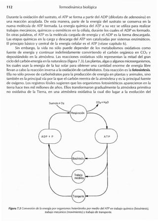 Durante la oxidacion del sustrato, el ATP se forma a partir del ADP (difosfato de adenosina) en
una reaccion acoplada. De esta manera, parte de la energia del sustrato se conserva en la
nueva molecula de ATP formada. La energia quimica de! ATP a su vez se utiliza para realizar
trabajos mecanicos, quimicos u osmoticos en la celula, dura'~te 105 cuales el ADP es formado.
En otras palabras, el ATP es la molecula cargada de energia y el.ADP es la forma descargada.
Las etapas quimicas en la carga y descarga del ATP son catalizadas por sistemas enzimaticos.
EI principio basico y central de la energia celular es el ATP.(vease capitulo 6).
Sin embargo, la vida no solo puede depender de 105 metabolismos oxidativos como
fuente de energia y continuar indefinidamente convirtiendo el carbon organico en C02 y
depositandolo en la atmosfera. Las reacciones oxidativas solo representan la mitad del gran
cicio del carbon-energia en la naturaleza (figura 7.3). Lasplantas,algasy algunos microorganismos,
105 cuales usan la energia de la luz solar para obtener una cantidad enorme de energia libre
lIevan a cabo la reaccion inversa a la oxidacion de carbohidratos. Estareaccion es la fotosintesis.
Ellano solo provee de carbohidratos para la produccion de energia en plantas y animales, sino
tambien es la principal via por la que el carbon reentra de la atmosfera y es la principal fuente
de oxigeno. Los registros fosiles sugieren que 105 organismos fotosinteticos aparecieron en la
tierra hace tres mil millones de afios. Ellos transformaron gradualmente la atmosfera primitiva
no oxidativa de la Tierra, en una atmosfera oxidativa la cual dio lugar a la evolucion del
Figura 7.3 Conversion de la energia par arganismas heteratrofas par media del ATP en trabaja quimico (biasintesis),
trabaja mecanica (mavimienta) y trabaja de transparte.
 
