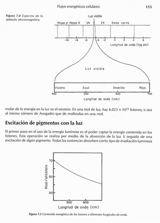 Figura 7.4 Espectro de la
radiacion electromagnetica.
Luz visible
UV i I R
'I
,.
"
",'
"I ! 'I I
-6 -4-2
I
,
I
I
I
I' I
o 2. 4 6
Longit ud de onda (log em)
molar de la energia en la luz es el einstein. En una mol de luz, hay 6.023 x 1023 fotones, 0 sea
el mismo numero de Avogadro que de moleculas en una mol.
Excitacion de pigmentos con la luz
EIprimer paso en el uso de la energia luminosa es el poder captar la energia contenida en 105
fotones. Esta operaci6n se realiza por medio de la absorci6n de la luz A. seguida de una
excitaci6n de algun pigmento. Todas las sustancias absorben cierto tipo de irradiaci6n luminosa
c
(l)
+-
en
C
'w 50
.•....•
o
u
~
500 600
Longitud de onda (nm)
 