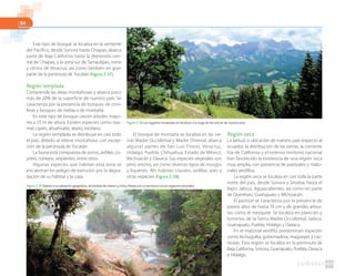 94
Este tipo de bosque se localiza en la vertiente
del Pacífico, desde Sonora hasta Chiapas; abarca
parte de Baja California hasta la depresión cen-
tral de Chiapas, y la zona sur de Tamaulipas, norte
y centro de Veracruz, así como también en gran
parte de la península de Yucatán (figura 2.37).
Región templada
Comprende las áreas montañosas y abarca poco
más de 20% de la superficie de nuestro país. Se
caracteriza por la presencia de bosques de coní-
feras y bosques de niebla o de montaña.
En este tipo de bosque crecen árboles mayo-
res a 25 m de altura. Existen especies como oya-
mel, ciprés, ahuehuete, abeto, etcétera.
La región templada se distribuye en casi todo
el país, debido al relieve montañoso, con excep-
ción de la península de Yucatán.
La fauna está compuesta de zorros, ardillas, co-
yotes, conejos, serpientes, entre otros.
Algunas especies que habitan esta zona se
encuentran en peligro de extinción por la degra-
dación de su hábitat y la caza.
El bosque de montaña se localiza en las sie-
rras Madre Occidental y Madre Oriental; abarca
algunas partes de San Luis Potosí, Veracruz,
Hidalgo, Puebla, Chihuahua, Estado de México,
Michoacán y Oaxaca. Sus especies vegetales son
pino, encino, así como diversos tipos de musgos
y líquenes. Ahí habitan coyotes, ardillas, aves y
otras especies (figura 2.38).
Región seca
La latitud, o ubicación de nuestro país respecto al
ecuador, la distribución de las sierras, la corriente
fría de California y el extenso territorio nacional
han favorecido la existencia de una región seca
muy amplia, con presencia de pastizales y mato-
rrales xerófilos.
La región seca se localiza en casi toda la parte
norte del país, desde Sonora y Sinaloa, hasta el
Bajío: Jalisco, Aguascalientes, así como en parte
de Querétaro, Guanajuato y Michoacán.
El pastizal se caracteriza por la presencia de
pastos altos de hasta 70 cm y de grandes arbus-
tos como el mezquite. Se localiza en planicies y
lomeríos de la Sierra Madre Occidental, Jalisco,
Guanajuato, Puebla, Hidalgo y Oaxaca.
En el matorral xerófilo predominan especies
como lechuguilla, gobernadora, magueyes y cac-
táceas. Esta región se localiza en la península de
Baja California, Sonora, Guanajuato, Puebla, Oaxaca
e Hidalgo.
Figura 2.37 Debido a su ubicación geográfica, diversidad de relieve y clima, México es un territorio rico en regiones naturales.
Figura 2.38 Las regiones templadas se localizan a lo largo de las sierras de nuestro país.
 