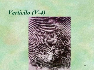 Vertificilo Documentología Bolivia | PPT