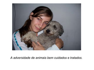 A adversidade de animais bem cuidados e tratados. 