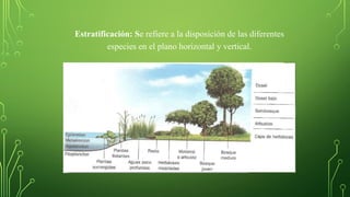Estratificación: Se refiere a la disposición de las diferentes
especies en el plano horizontal y vertical.
 