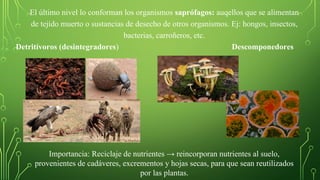 El último nivel lo conforman los organismos saprófagos: auqellos que se alimentan
de tejido muerto o sustancias de desecho de otros organismos. Ej: hongos, insectos,
bacterias, carroñeros, etc.
Detritívoros (desintegradores) Descomponedores
Importancia: Reciclaje de nutrientes → reincorporan nutrientes al suelo,
provenientes de cadáveres, excrementos y hojas secas, para que sean reutilizados
por las plantas.
 